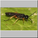 Ametastegia glabrata - Blattwespe 01b 8mm.jpg